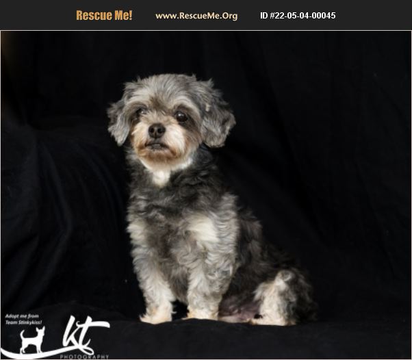 ADOPT 22050400045 ~ Shih Tzu Rescue ~ Aiken, SC