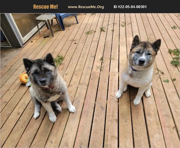 ADOPT 22050400301 ~ Akita Rescue ~ GIG HARBOR, WA