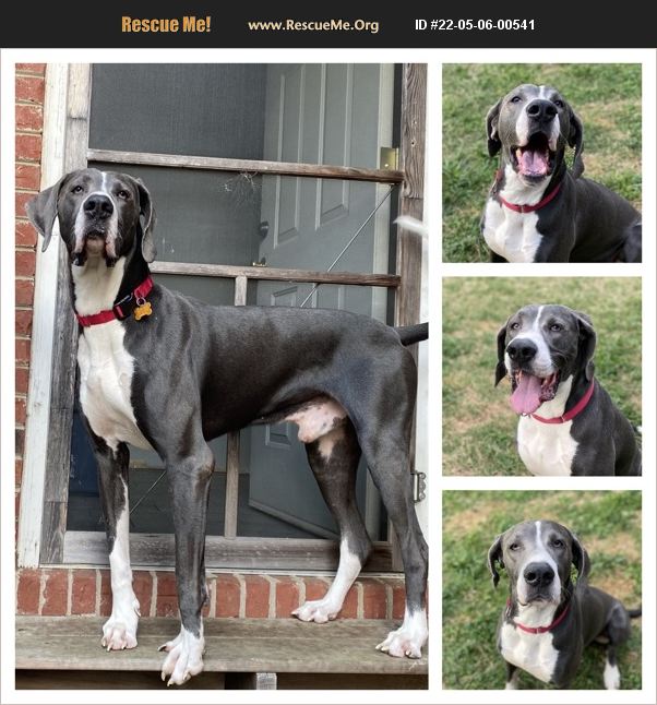 ADOPT 22050600541 Great Dane Rescue North Carolina
