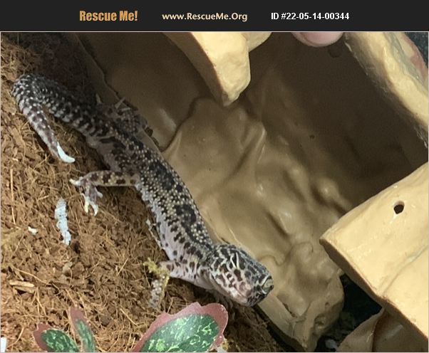 ADOPT 22051400344 ~ Reptile/Amphibian Rescue ~ Kennewick, WA