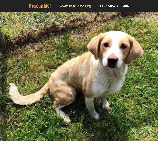 ADOPT 22051700406 Brittany Rescue Bedford Hills, NY