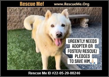 - California Chow Chow Rescue - ADOPTIONS - Rescue Me!