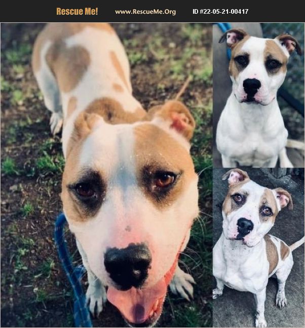 ADOPT 22052100417 Pit Bull Rescue Chicago, IL