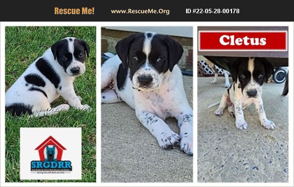 ADOPT 22052800178 ~ Lab Rescue ~ Virginia