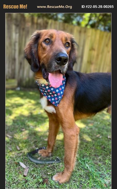 ADOPT 22052800265 Golden Retriever Rescue Navarre FL