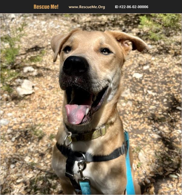 ADOPT 22060200006 Lab Rescue Dripping Springs, TX