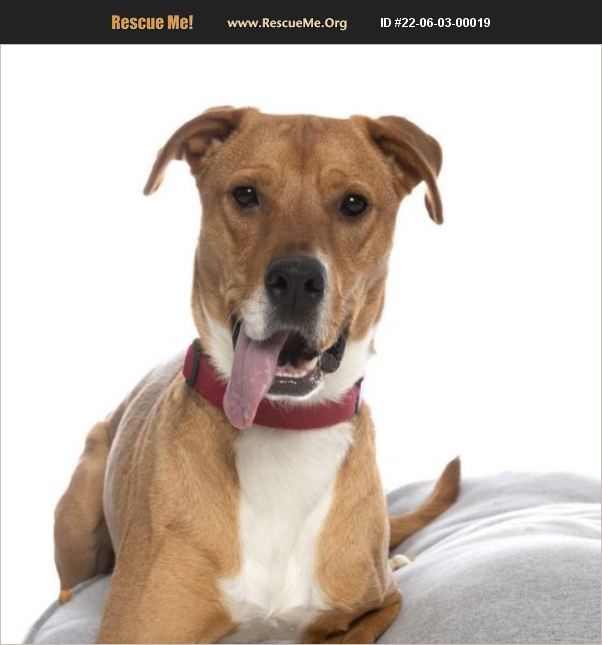 ADOPT 22060300019 Pointer Rescue Philozoia Animal Rescue, Santa