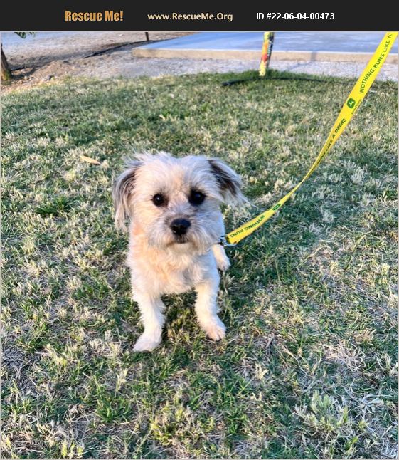 ADOPT 22060400473 Shih Tzu Rescue Porterville, CA