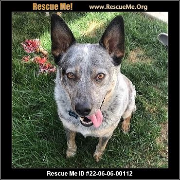 California Australian Cattle Dog Rescue ADOPTIONS Rescue Me
