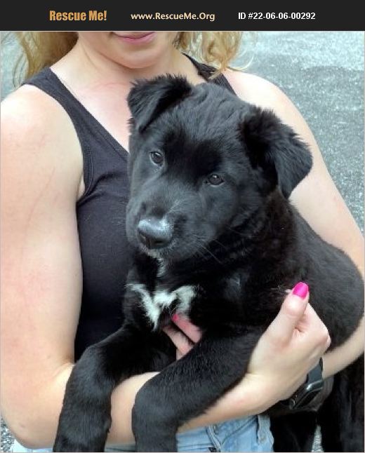 ADOPT 22060600292 Lab Rescue Bedford Hills, NY