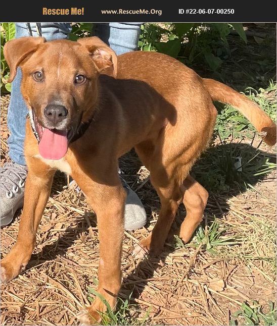 ADOPT 22060700250 Lab Rescue Cary, NC