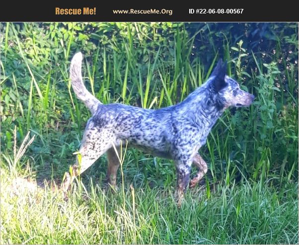 ADOPT 22060800567 ~ Australian Cattle Dog Rescue ~ Dade City, FL
