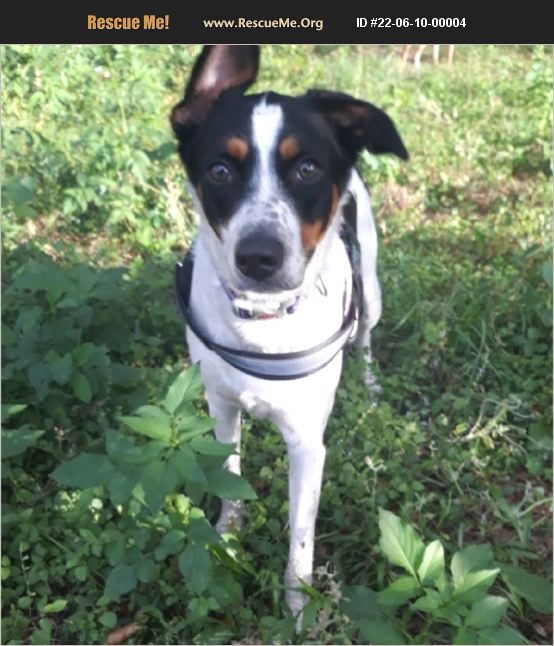 ADOPT 22061000004 ~ Australian Cattle Dog Rescue ~ Dade City, FL