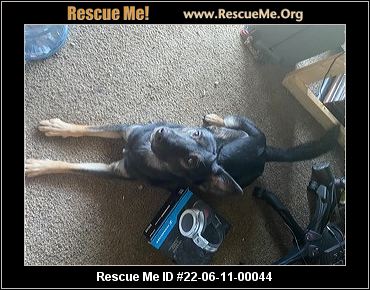 - Kentucky Dog Rescue - ADOPTIONS - Rescue Me!