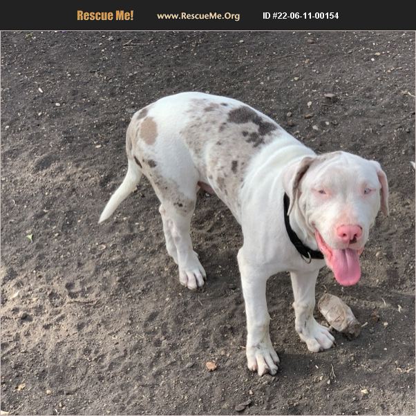 ADOPT 22061100154 Pit Bull Rescue Killeen, TX