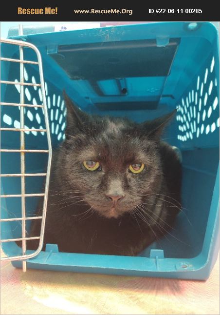 ADOPT 22061100285 ~ Domestic Cat Rescue ~ Atlanta, GA