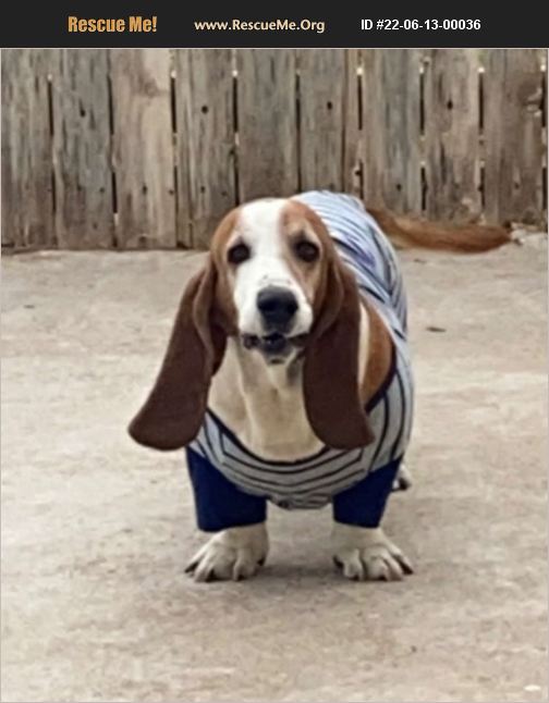 ADOPT 22061300036 Basset Hound Rescue Odessa, TX