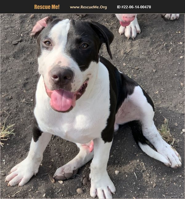 ADOPT 22061400478 Pit Bull Rescue Killeen, TX