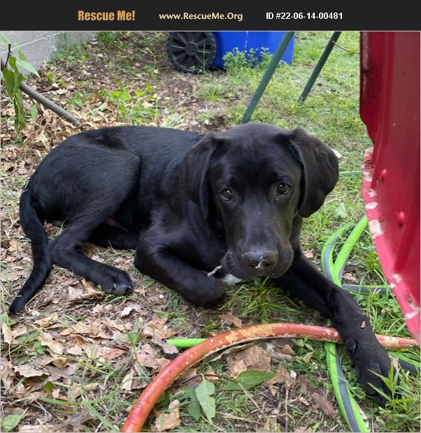 ADOPT 22061400481 Lab Rescue McPherson, KS