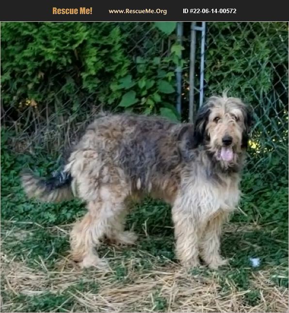 ADOPT 22061400572 Irish Wolfhound Rescue Denver, IN