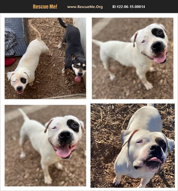 ADOPT 22061500014 Pit Bull Rescue Seattle, WA