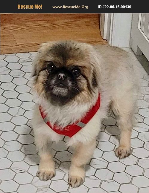 ADOPT 22061500130 ~ Pekingese Rescue ~ Aiken, SC