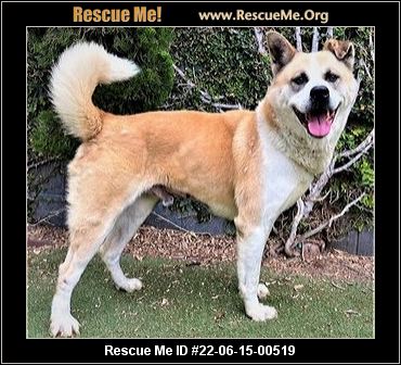 - California Akita Rescue - ADOPTIONS - Rescue Me!