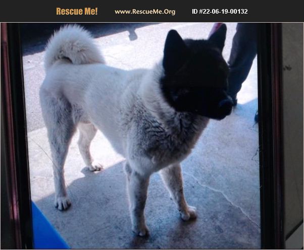 ADOPT 22061900132 ~ Akita Rescue ~ San Bernardino, CA