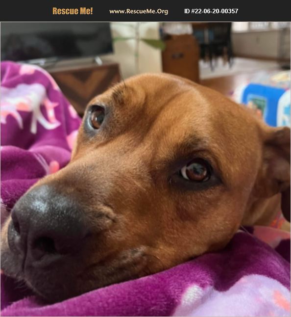ADOPT 22062000357 Rhodesian Ridgeback Rescue Cary, NC