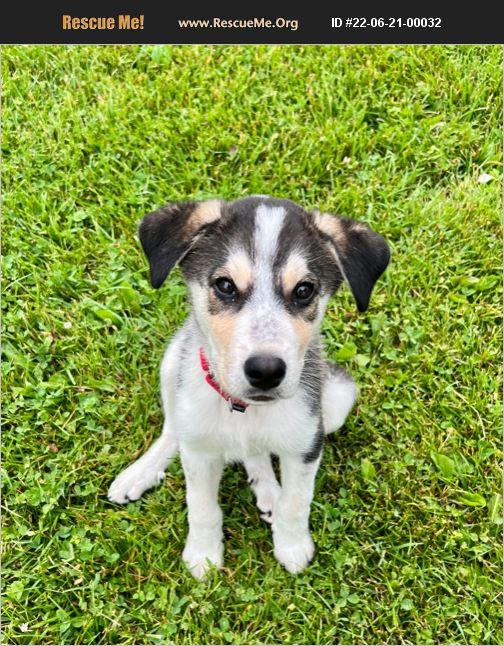 ADOPT 22062100032 Australian Shepherd Rescue Richmond, MI