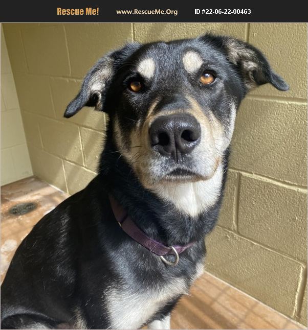 ADOPT 22062200463 Black and Tan Coonhound Rescue Dripping Springs, TX