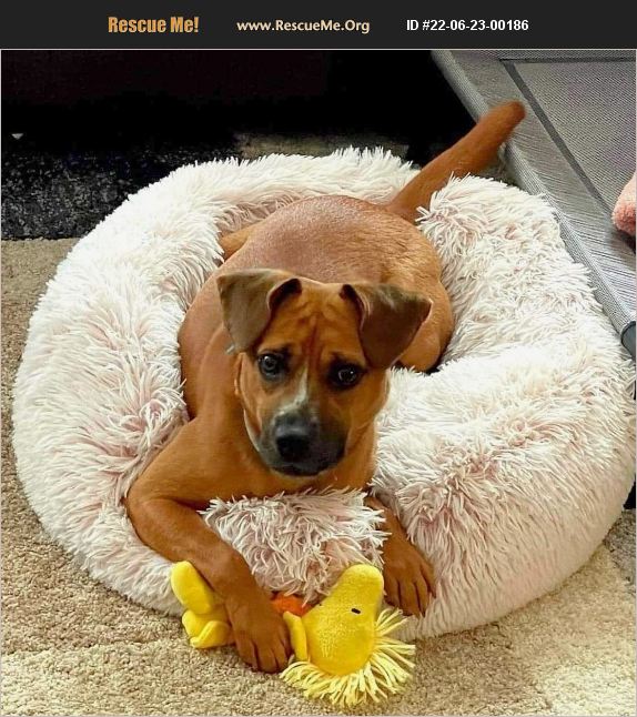 ADOPT 22062300186 Boxer Rescue Cary, NC