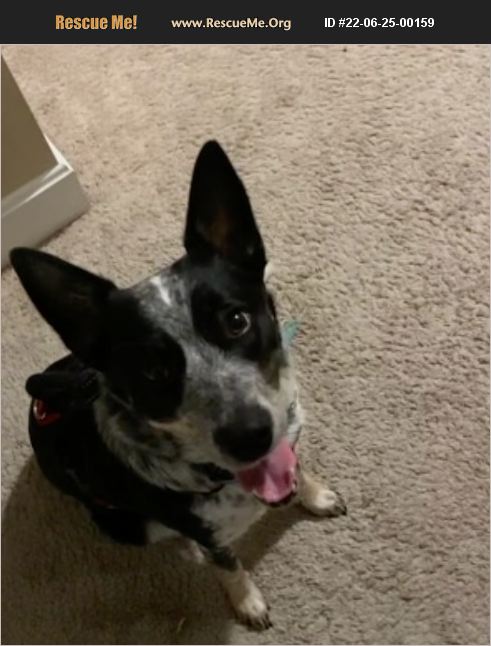 ADOPT 22062500159 Australian Cattle Dog Rescue Oak Ridge TN