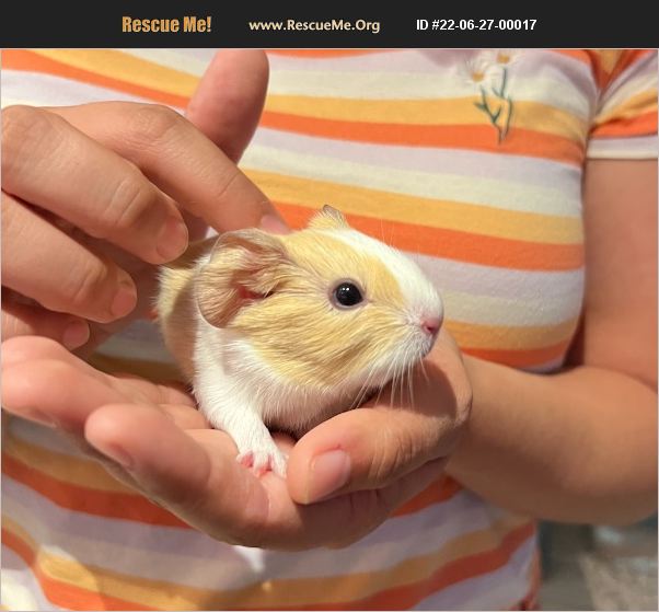 ADOPT 22062700017 Small Mammal Rescue Silver Spring, MD