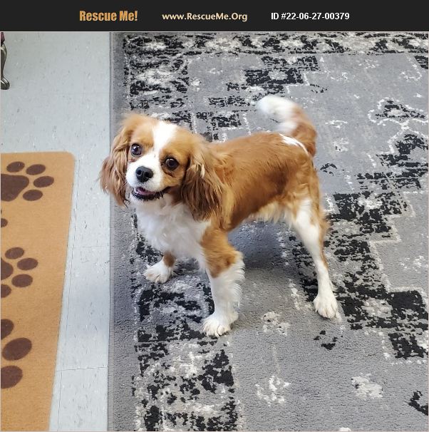 ADOPT 22062700379 Cavalier Rescue Denver, IN