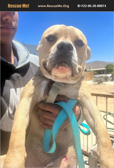 ADOPT 22062800074 ~ Bulldog Rescue ~ San diego, CA ADOPT 22062800074 ~ Bulldog Rescue ~ San diego, CA