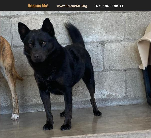 ADOPT 22062800141 ~ Akita Rescue ~ San diego, CA