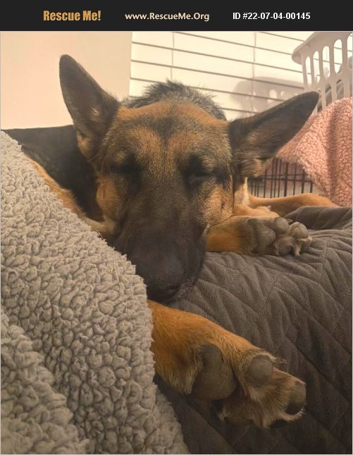 German Shepherd Rescue Seattle