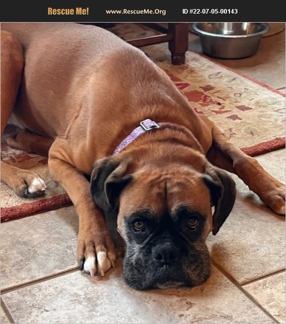 ADOPT 22070500143 Boxer Rescue Wichita, KS