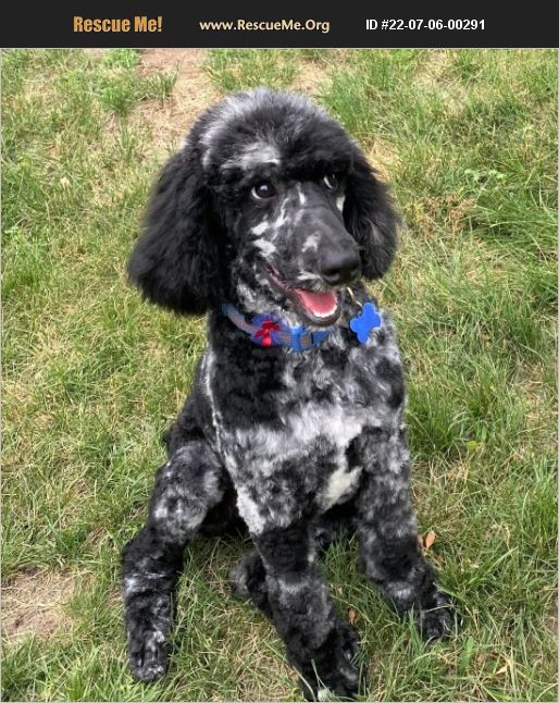 ADOPT 22070600291 ~ Poodle Rescue ~ Lisbon, IA