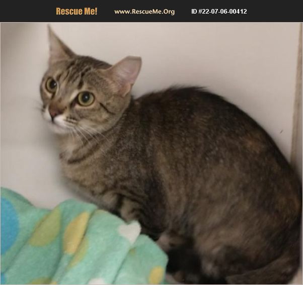 ADOPT 22070600412 Domestic Cat Rescue Casa Grande, AZ