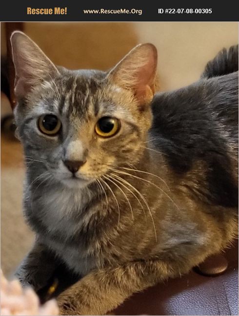 ADOPT 22070800305 ~ Domestic Cat Rescue ~ Mesa, AZ