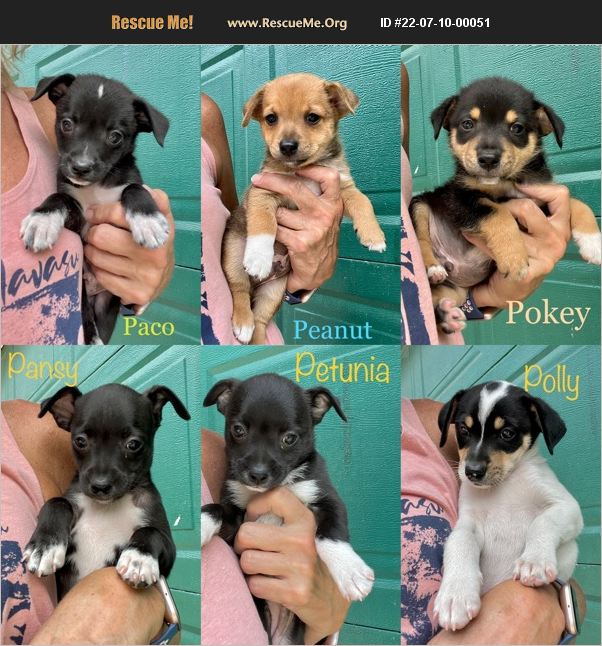 ADOPT 22071000051 Jack Russell Rescue Richmond, MI