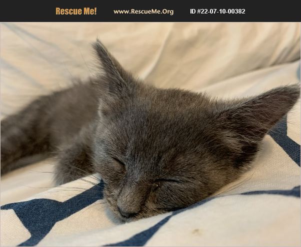 ADOPT 22071000382 ~ Domestic Cat Rescue ~ Bradenton, FL