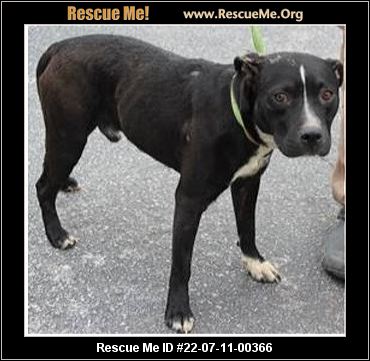 - Maryland Dog Rescue - ADOPTIONS - Rescue Me!