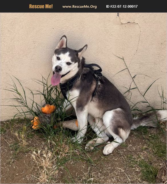 ADOPT 22071200017 Siberian Husky Rescue Apple Valley, CA