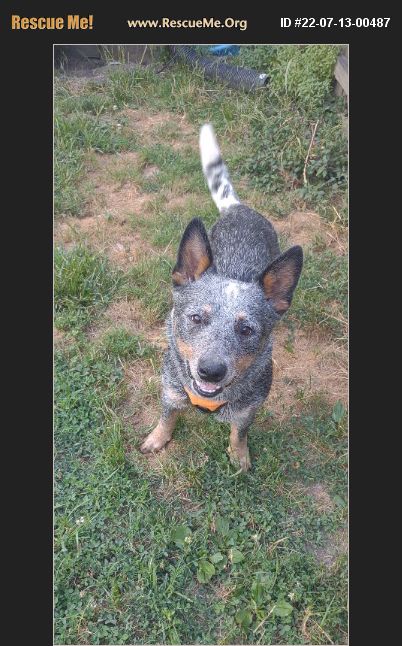 adopt-22071300487-australian-cattle-dog-rescue-indianapolis-in