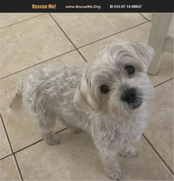 ADOPT 22071400047 ~ Maltese Rescue ~ Bradenton, FL