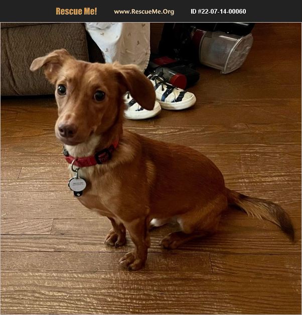ADOPT 22071400060 Dachshund Rescue Stark County, OH