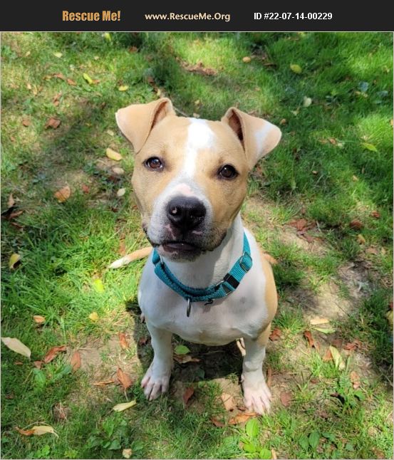 ADOPT 22071400229 Boxer Rescue Lisbon, OH